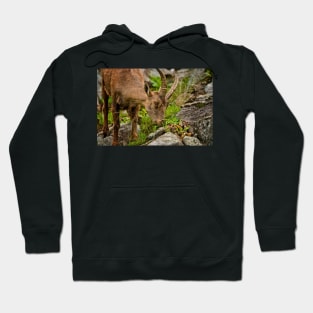 Ibex Hoodie